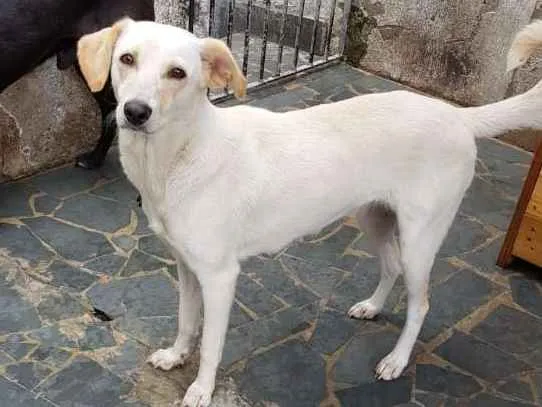 Cachorro ra a Srd idade 7 a 11 meses nome Boneca