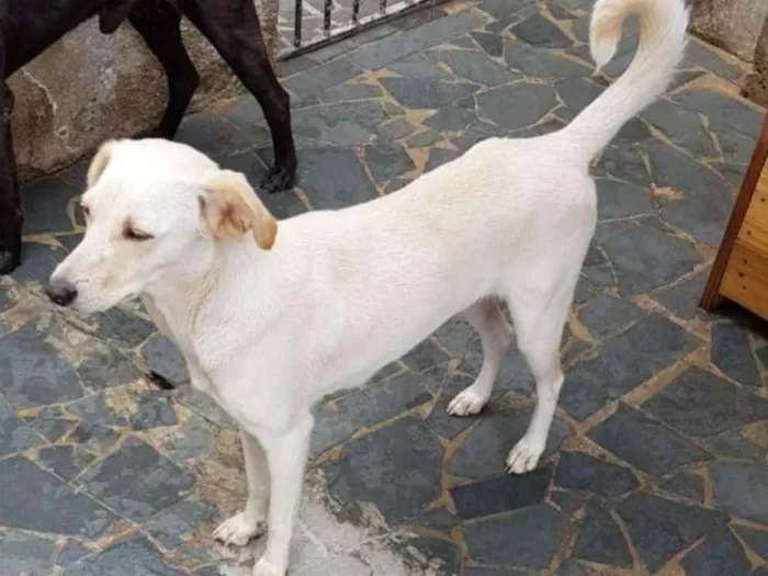 Cachorro ra a Srd idade 7 a 11 meses nome Boneca