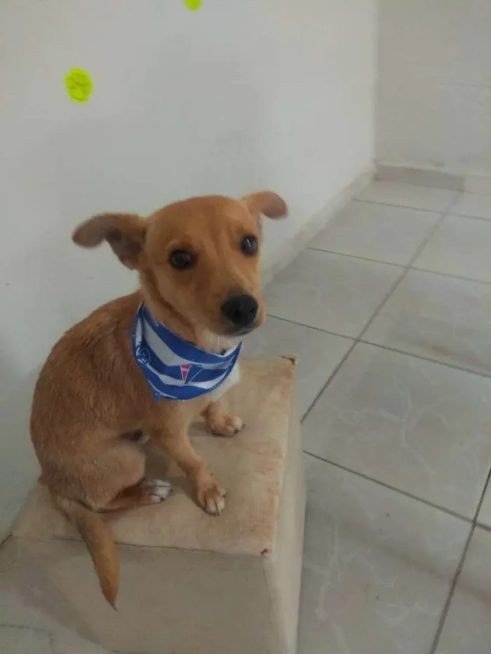 Cachorro ra a SRD idade 2 anos nome Luke