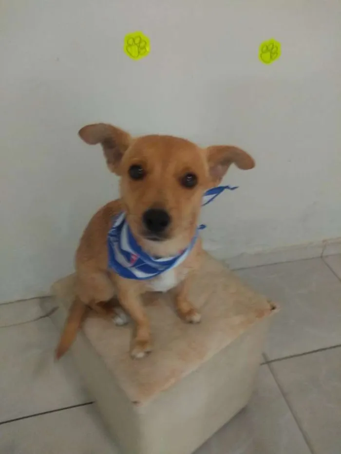 Cachorro ra a SRD idade 2 anos nome Luke