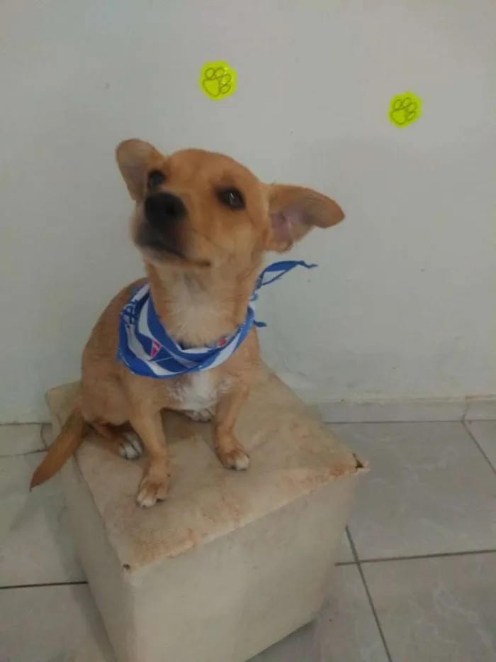 Cachorro ra a SRD idade 2 anos nome Luke