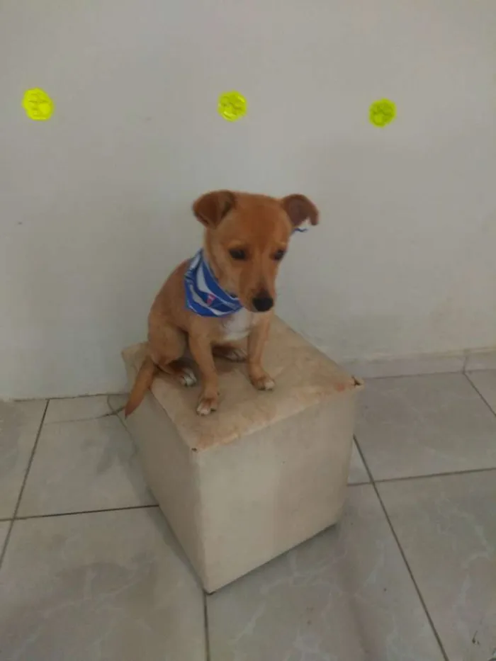 Cachorro ra a SRD idade 2 anos nome Luke