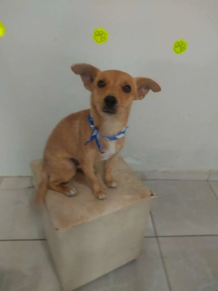 Cachorro ra a SRD idade 2 anos nome Luke