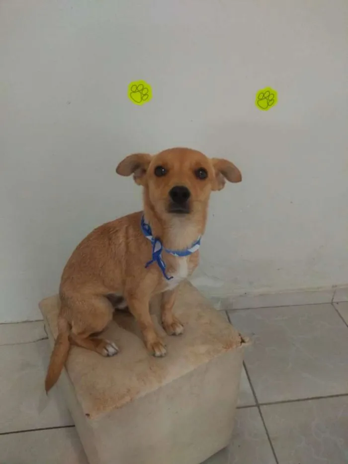 Cachorro ra a SRD idade 2 anos nome Luke