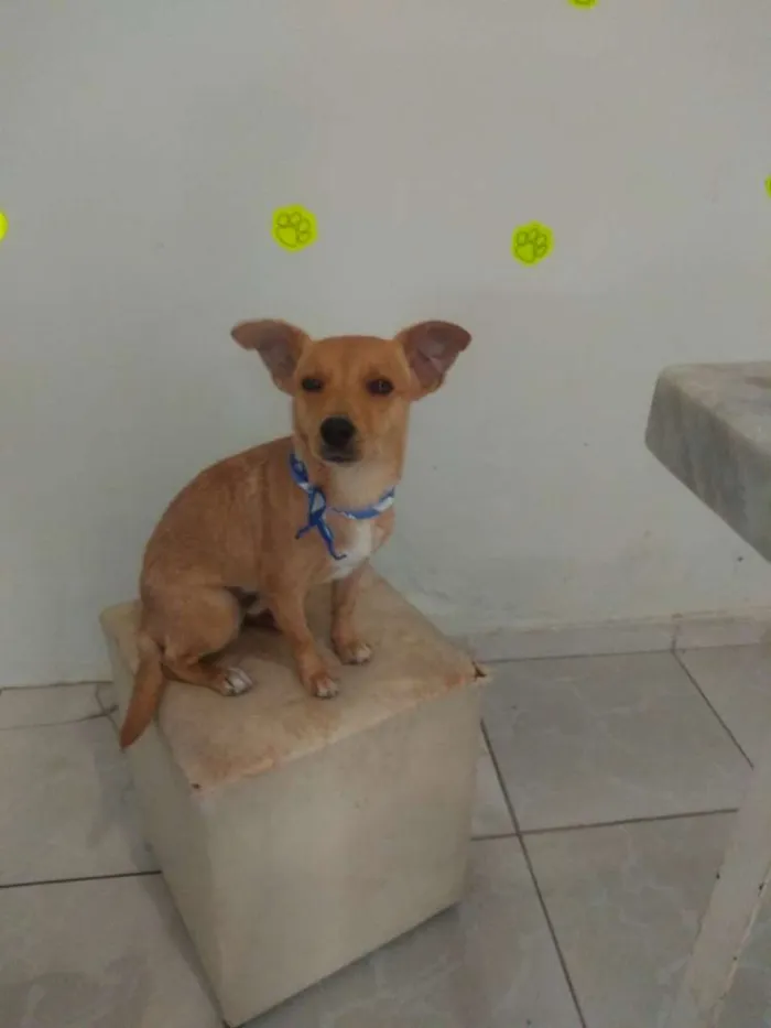 Cachorro ra a SRD idade 2 anos nome Luke