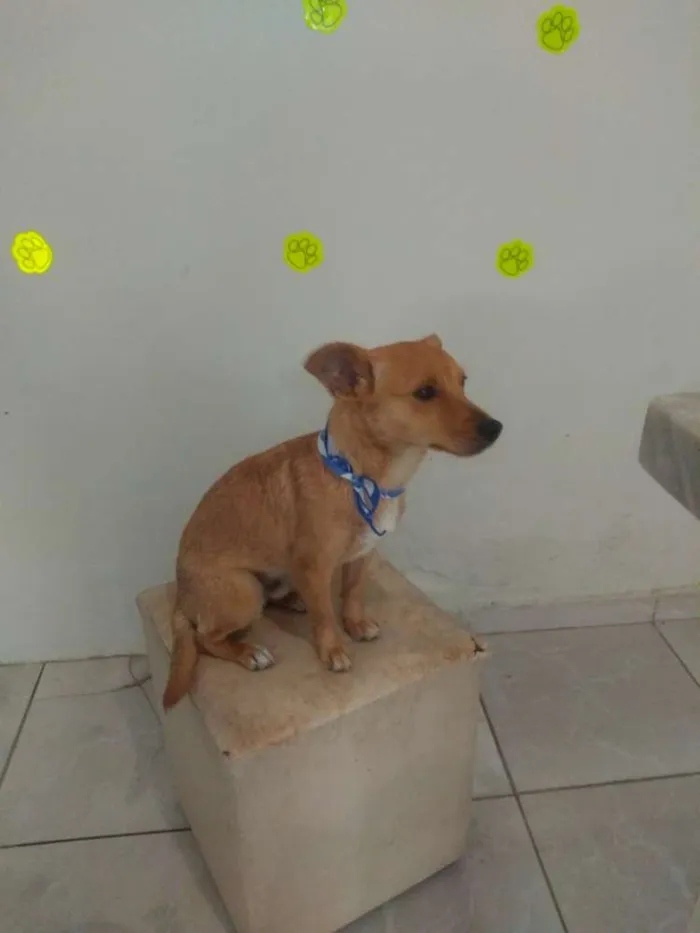 Cachorro ra a SRD idade 2 anos nome Luke