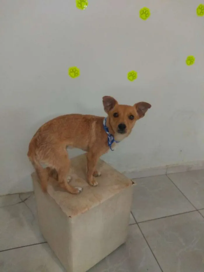 Cachorro ra a SRD idade 2 anos nome Luke