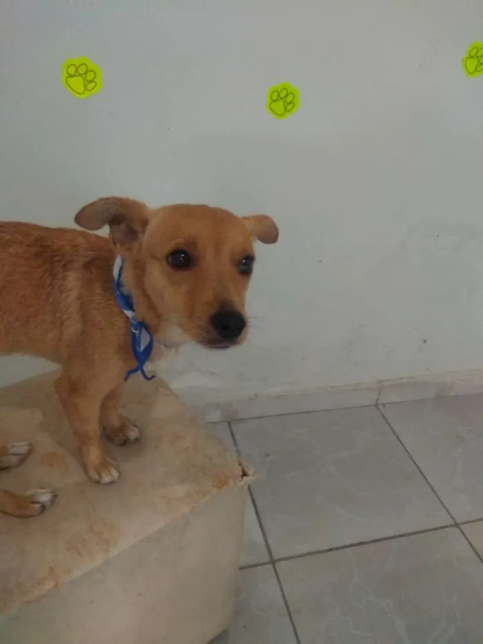 Cachorro ra a SRD idade 2 anos nome Luke