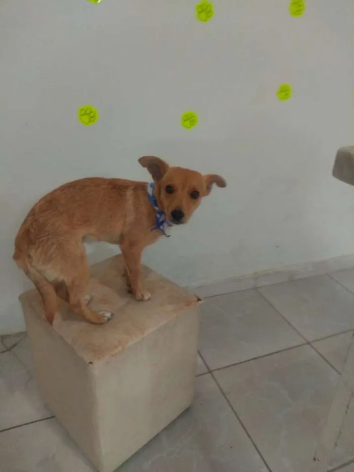 Cachorro ra a SRD idade 2 anos nome Luke