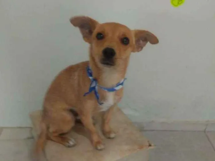 Cachorro ra a SRD idade 2 anos nome Luke