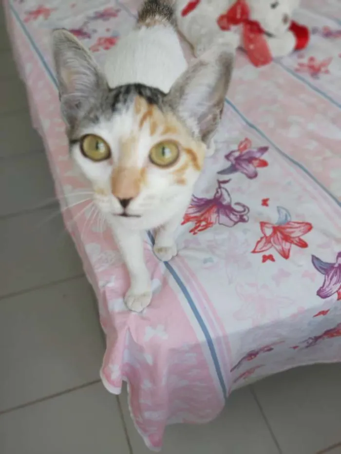 Gato raça srd idade 2 a 6 meses nome Flora