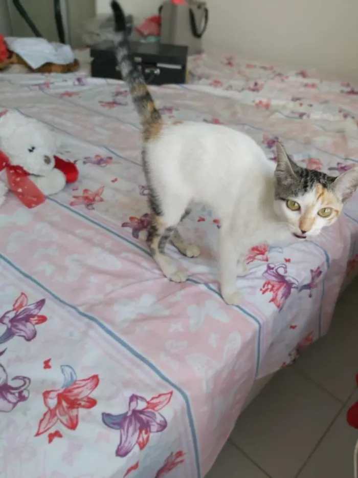 Gato raça srd idade 2 a 6 meses nome Flora