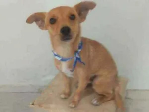Cachorro raça SRD idade 2 anos nome Luke