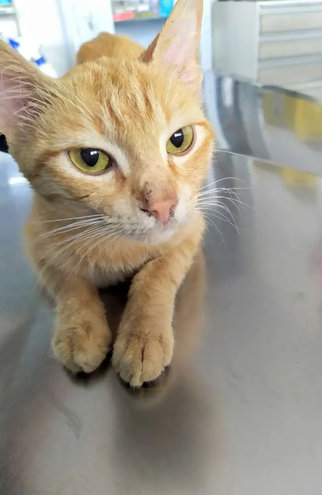 Gato ra a Srd idade 7 a 11 meses nome Natasha