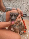 Brisa 