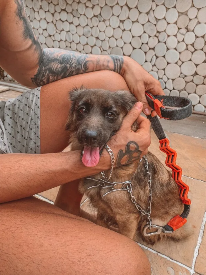 Cachorro ra a Vira lata  idade 7 a 11 meses nome Brisa 