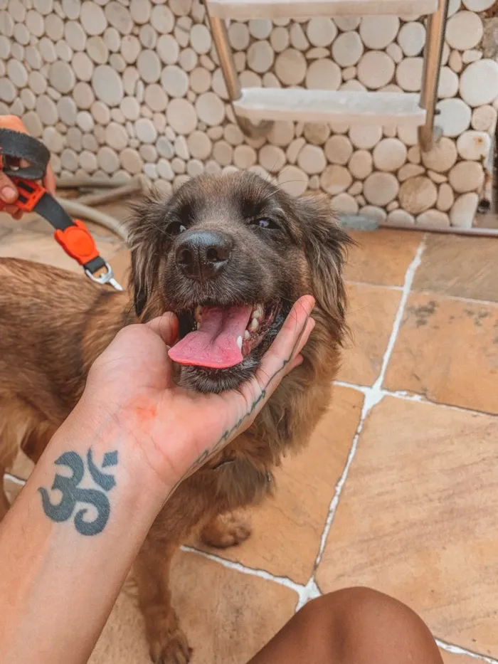 Cachorro ra a Vira lata  idade 7 a 11 meses nome Brisa 
