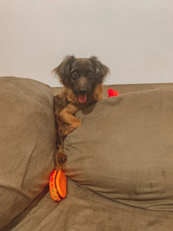 Cachorro ra a Vira lata  idade 7 a 11 meses nome Brisa 