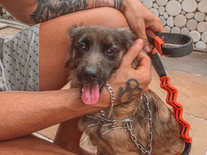 Cachorro ra a Vira lata  idade 7 a 11 meses nome Brisa 