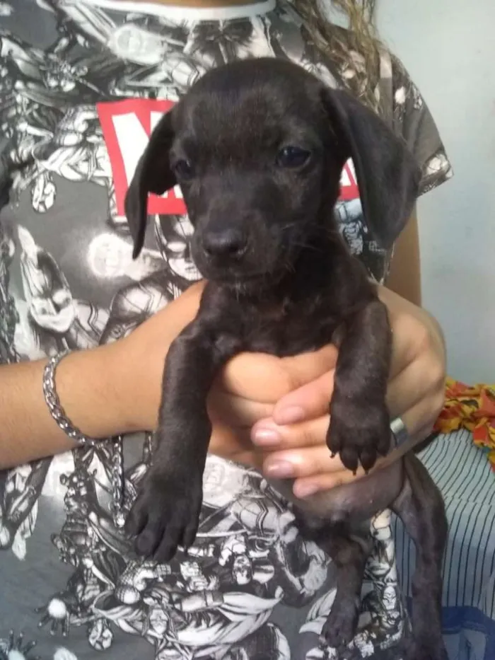 Cachorro ra a Misturada idade Abaixo de 2 meses nome Sem nome