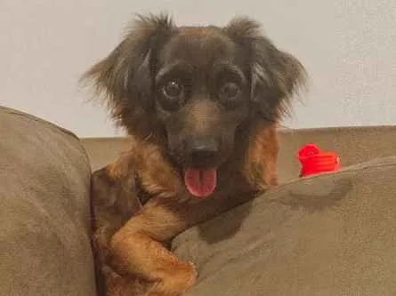 Cachorro ra a Vira lata  idade 7 a 11 meses nome Brisa 