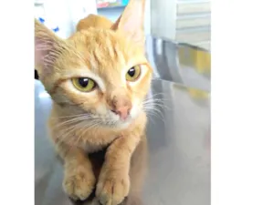 Gato raça Srd idade 7 a 11 meses nome Natasha