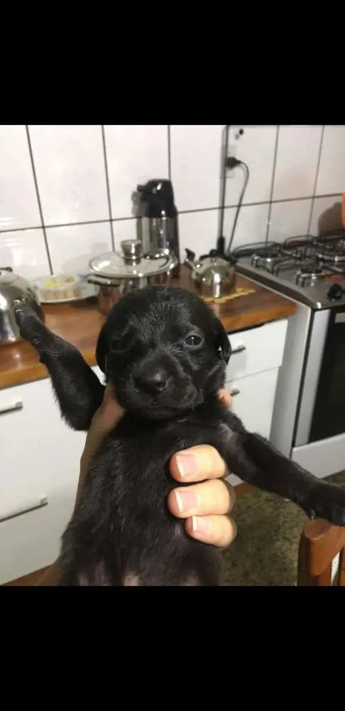 Cachorro raça vira-lata idade 2 a 6 meses nome nome aindaindefinido
