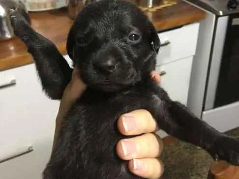 Cachorro raça vira-lata idade 2 a 6 meses nome nome aindaindefinido