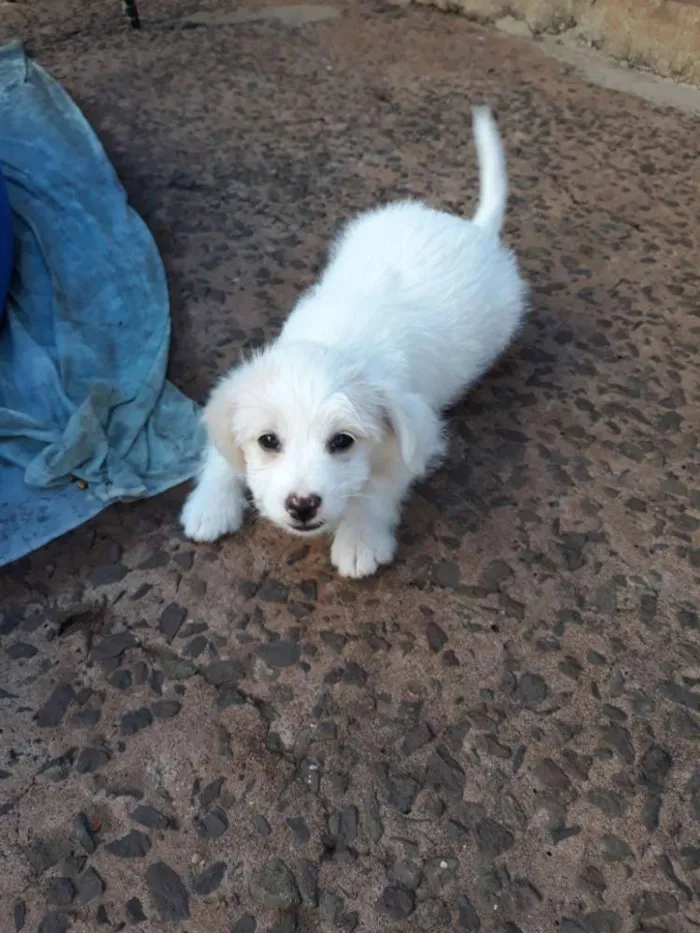 Cachorro ra a Lhasa com vira lata idade Abaixo de 2 meses nome Lua