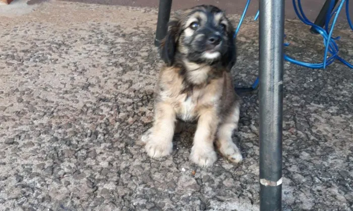 Cachorro ra a Lhasa com vira lata idade Abaixo de 2 meses nome Estrela