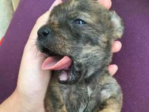 Cachorro raça vira-lata idade 2 a 6 meses nome nome indefinido