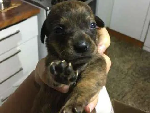 Cachorro raça vira-lata idade 2 a 6 meses nome nome indefinido