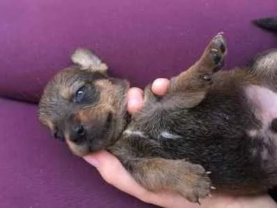 Cachorro raça vira-lata idade 2 a 6 meses nome nome indefinido