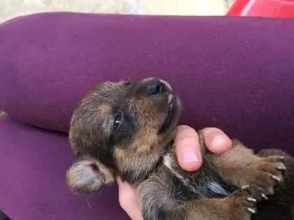Cachorro raça vira-lata idade 2 a 6 meses nome nome indefinido