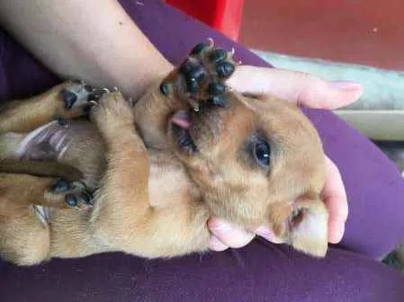 Cachorro raça vira-lata idade 2 a 6 meses nome nome indefinido