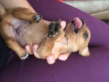 Cachorro raça vira-lata idade 2 a 6 meses nome nome indefinido