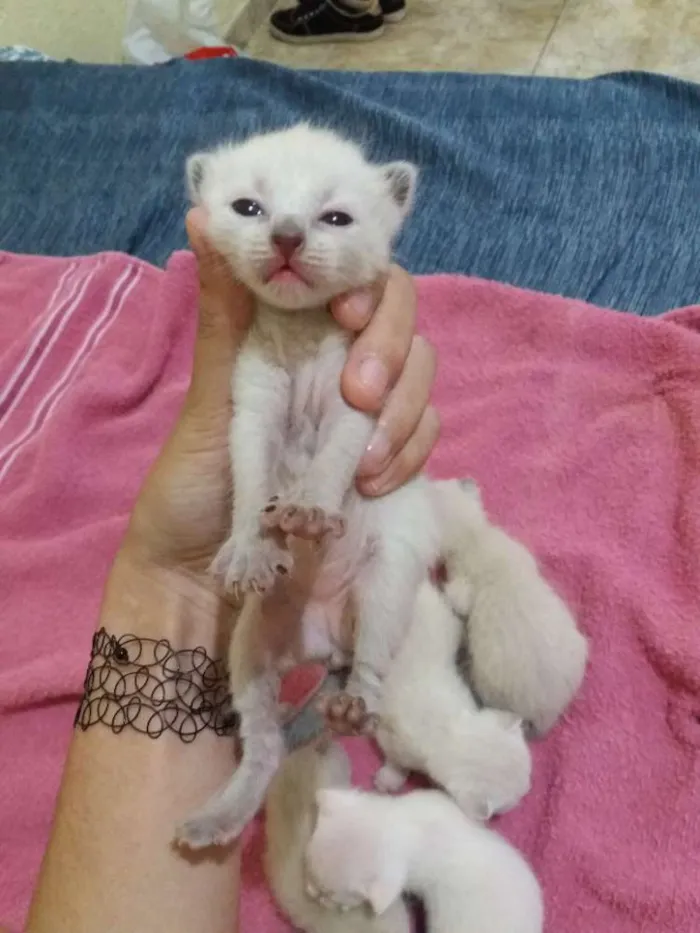 Gato raça Siamês idade Abaixo de 2 meses nome Filhotes da Luna
