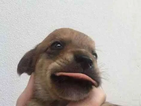 Cachorro raça vira-lata idade 2 a 6 meses nome nome indefinido