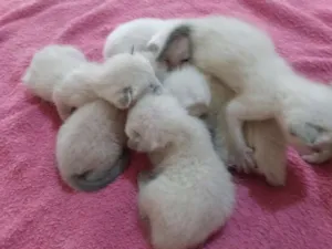 Gato raça Siamês idade Abaixo de 2 meses nome Filhotes da Luna