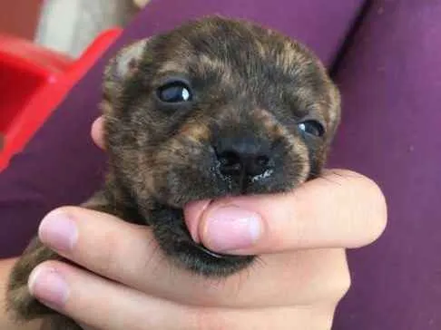 Cachorro raça vira-lata idade 2 a 6 meses nome nome indefinido