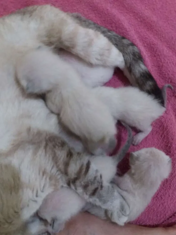 Gato raça Siamês idade Abaixo de 2 meses nome Filhotes da Luna