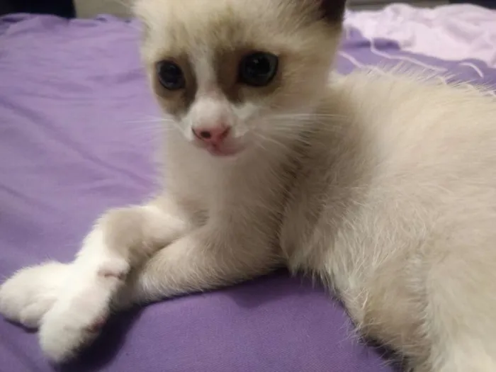 Gato ra a Não definida idade Abaixo de 2 meses nome Ainda sem nome