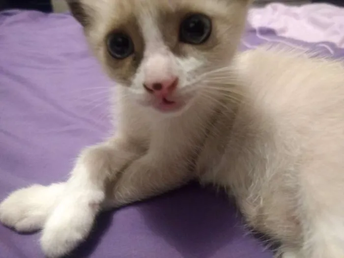 Gato ra a Não definida idade Abaixo de 2 meses nome Ainda sem nome