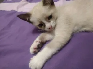 Gato raça Não definida idade Abaixo de 2 meses nome Ainda sem nome