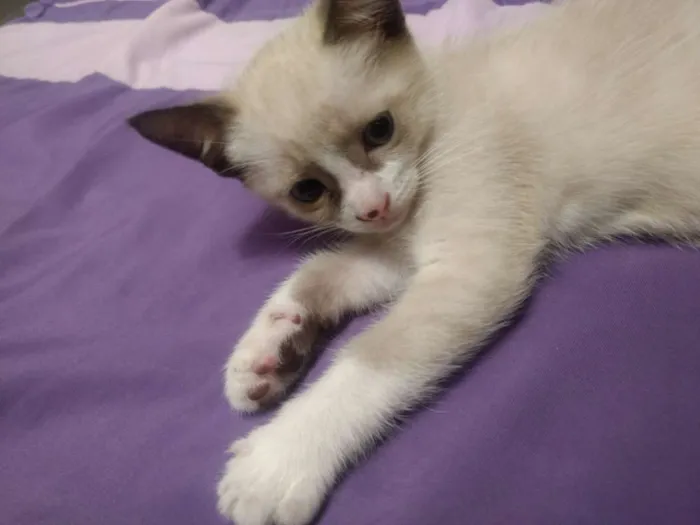 Gato ra a Não definida idade Abaixo de 2 meses nome Ainda sem nome
