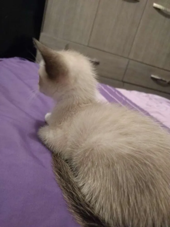Gato ra a Não definida idade Abaixo de 2 meses nome Ainda sem nome