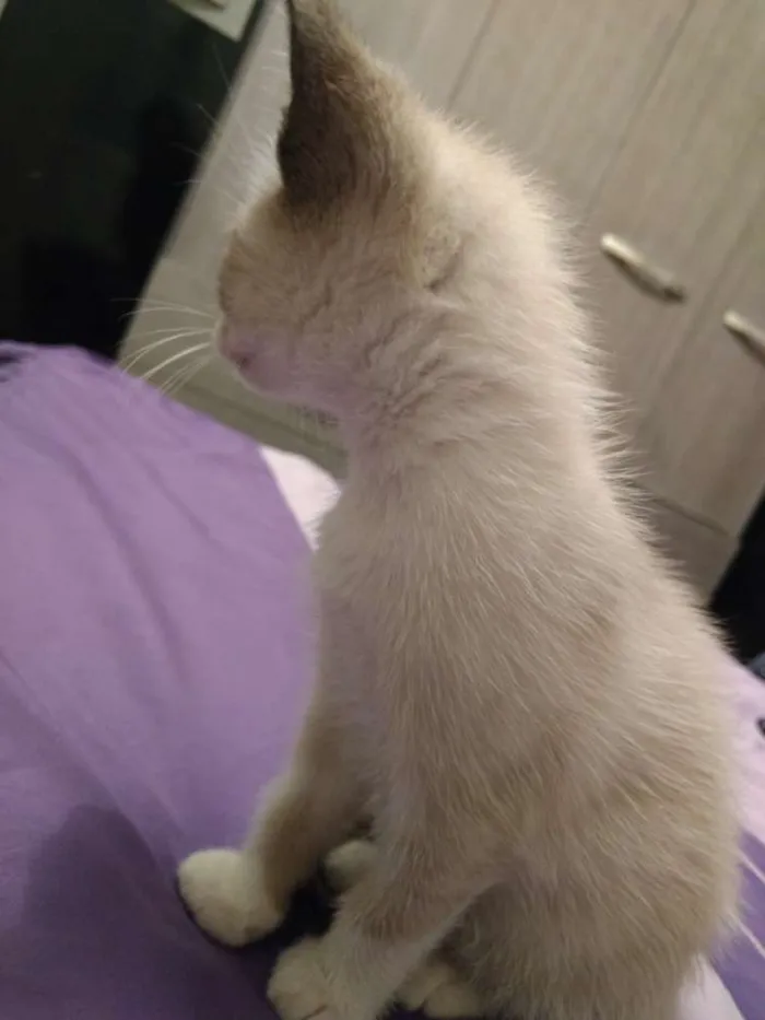 Gato ra a Não definida idade Abaixo de 2 meses nome Ainda sem nome