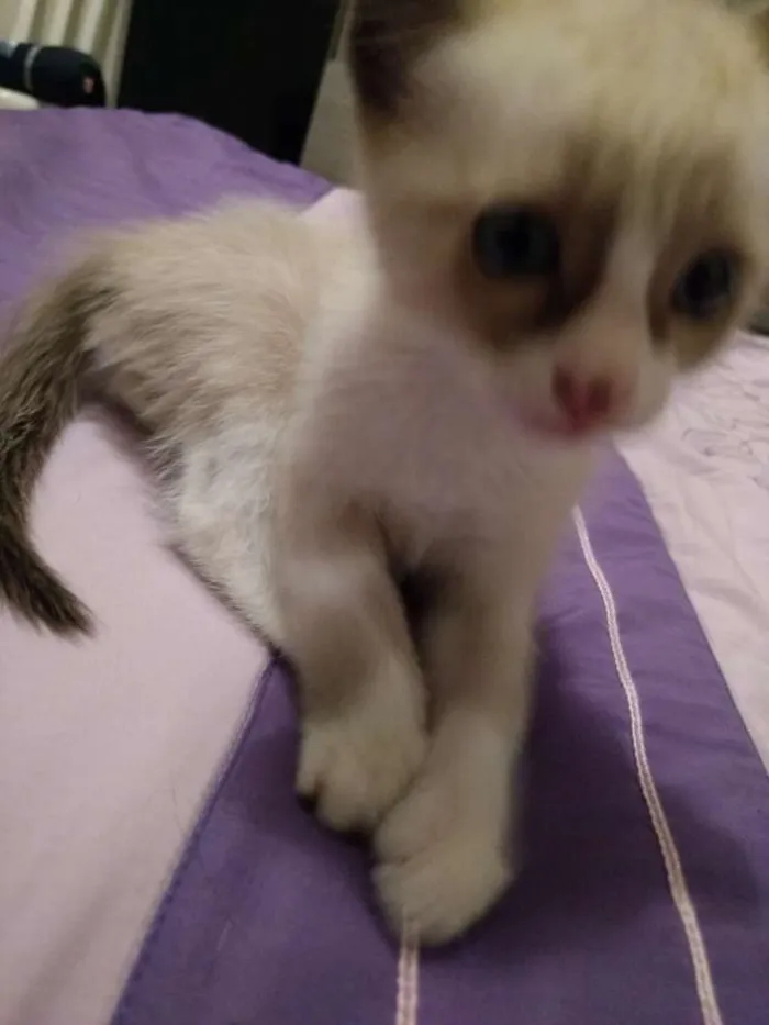 Gato ra a Não definida idade Abaixo de 2 meses nome Ainda sem nome
