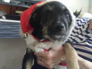 Cachorro raça Srd lindo  idade 2 a 6 meses nome Lucas Bebe lindo 