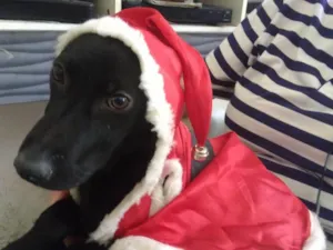 Cachorro raça Srd maravilhoso  idade 2 a 6 meses nome Bob  Bebe lindo 